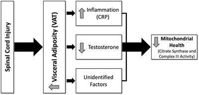 Visceral Adiposity, Inflammation, and Testosterone Predict Skeletal Muscle Mitochondrial Mass and Activity in Chronic Spinal Cord Injury